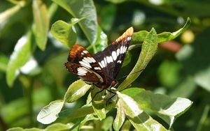 Preview wallpaper butterfly, insect, leaves, green, macro