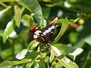 Preview wallpaper butterfly, insect, leaves, green, macro