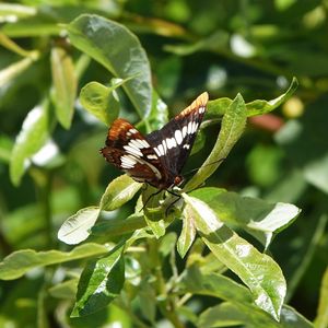 Preview wallpaper butterfly, insect, leaves, green, macro