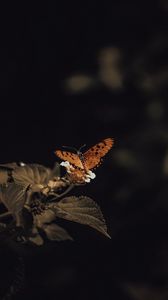 Preview wallpaper butterfly, insect, leaves, plant, macro