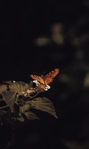 Preview wallpaper butterfly, insect, leaves, plant, macro