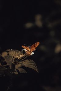 Preview wallpaper butterfly, insect, leaves, plant, macro