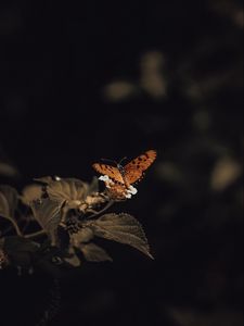 Preview wallpaper butterfly, insect, leaves, plant, macro