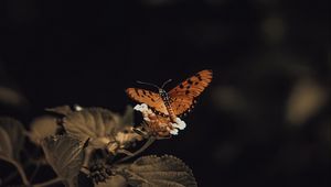 Preview wallpaper butterfly, insect, leaves, plant, macro