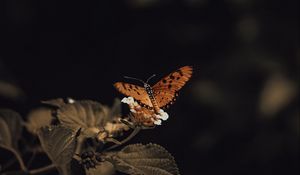 Preview wallpaper butterfly, insect, leaves, plant, macro