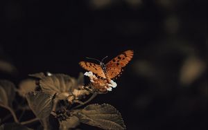 Preview wallpaper butterfly, insect, leaves, plant, macro