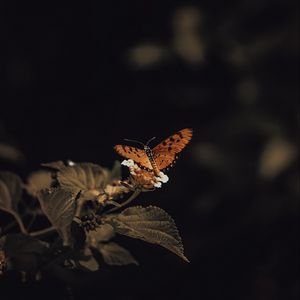 Preview wallpaper butterfly, insect, leaves, plant, macro