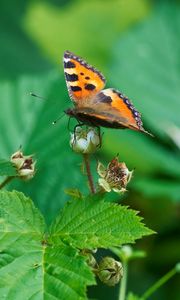 Preview wallpaper butterfly, insect, leaves, plant, macro, green