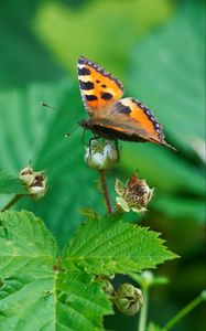 Preview wallpaper butterfly, insect, leaves, plant, macro, green