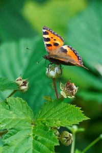 Preview wallpaper butterfly, insect, leaves, plant, macro, green