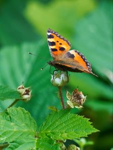 Preview wallpaper butterfly, insect, leaves, plant, macro, green