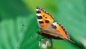 Preview wallpaper butterfly, insect, leaves, plant, macro, green