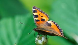 Preview wallpaper butterfly, insect, leaves, plant, macro, green