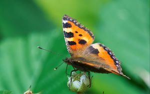 Preview wallpaper butterfly, insect, leaves, plant, macro, green