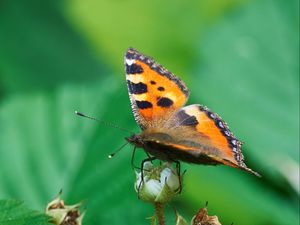 Preview wallpaper butterfly, insect, leaves, plant, macro, green