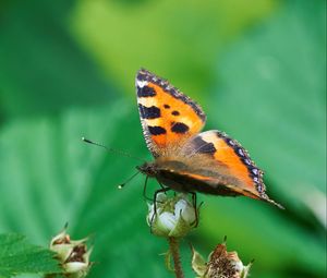 Preview wallpaper butterfly, insect, leaves, plant, macro, green