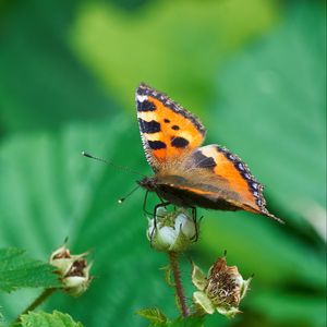 Preview wallpaper butterfly, insect, leaves, plant, macro, green