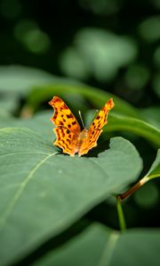 Preview wallpaper butterfly, insect, leaves, macro, green