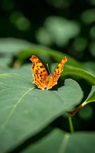 Preview wallpaper butterfly, insect, leaves, macro, green