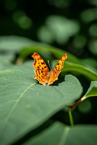 Preview wallpaper butterfly, insect, leaves, macro, green