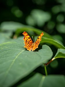 Preview wallpaper butterfly, insect, leaves, macro, green