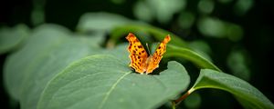 Preview wallpaper butterfly, insect, leaves, macro, green