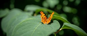 Preview wallpaper butterfly, insect, leaves, macro, green