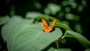 Preview wallpaper butterfly, insect, leaves, macro, green