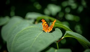 Preview wallpaper butterfly, insect, leaves, macro, green