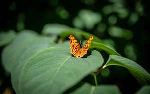 Preview wallpaper butterfly, insect, leaves, macro, green