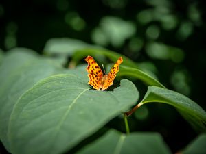 Preview wallpaper butterfly, insect, leaves, macro, green