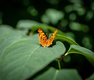 Preview wallpaper butterfly, insect, leaves, macro, green