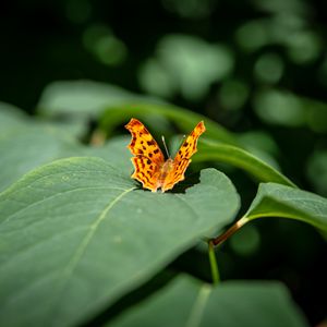 Preview wallpaper butterfly, insect, leaves, macro, green