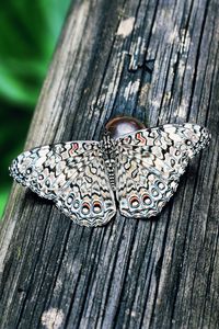 Preview wallpaper butterfly, insect, lepidoptera, wings, spotted