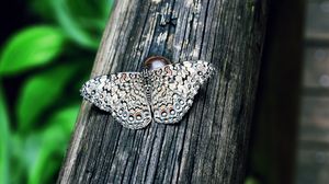 Preview wallpaper butterfly, insect, lepidoptera, wings, spotted