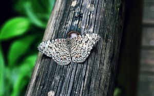 Preview wallpaper butterfly, insect, lepidoptera, wings, spotted