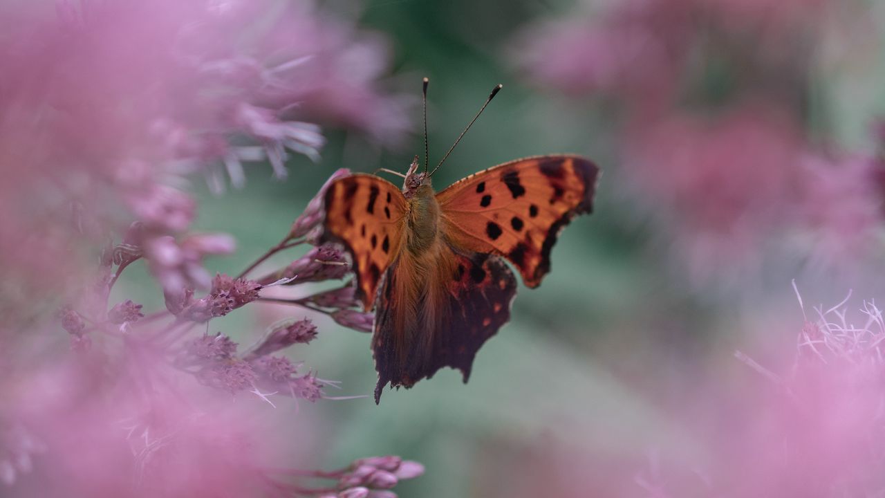 Wallpaper butterfly, insect, macro, flower, blur