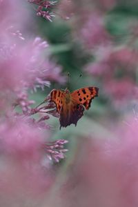 Preview wallpaper butterfly, insect, macro, flower, blur