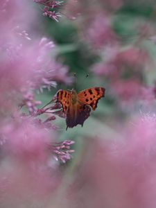 Preview wallpaper butterfly, insect, macro, flower, blur