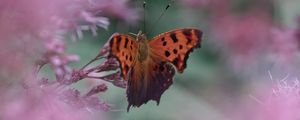 Preview wallpaper butterfly, insect, macro, flower, blur