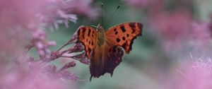 Preview wallpaper butterfly, insect, macro, flower, blur