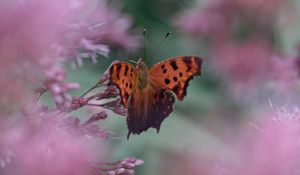 Preview wallpaper butterfly, insect, macro, flower, blur