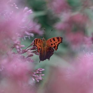 Preview wallpaper butterfly, insect, macro, flower, blur