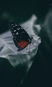 Preview wallpaper butterfly, insect, macro, leaf, blur, closeup