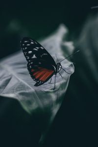 Preview wallpaper butterfly, insect, macro, leaf, blur, closeup