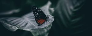 Preview wallpaper butterfly, insect, macro, leaf, blur, closeup