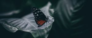 Preview wallpaper butterfly, insect, macro, leaf, blur, closeup