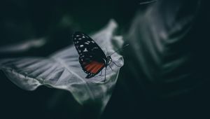 Preview wallpaper butterfly, insect, macro, leaf, blur, closeup