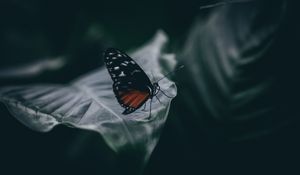 Preview wallpaper butterfly, insect, macro, leaf, blur, closeup