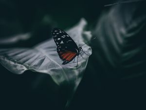 Preview wallpaper butterfly, insect, macro, leaf, blur, closeup